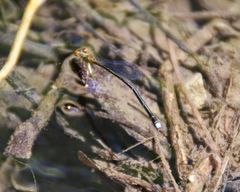 Nesobasis rufostigma