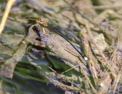 Nesobasis rufostigma