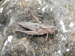 Xyleus discoideus