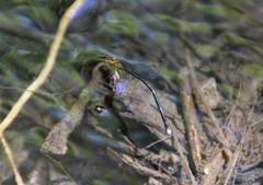 Nesobasis rufostigma