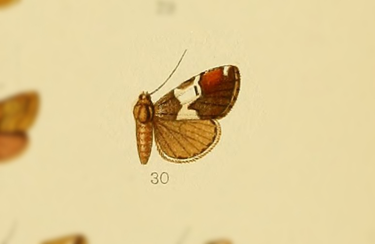 Shiraia tripartita