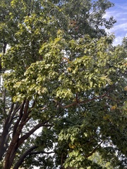 Quercus alba