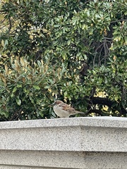 Passer domesticus