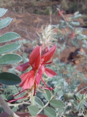 Indigofera mollicoma
