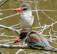 Gryllotalpa africana