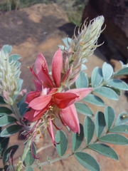 Indigofera mollicoma