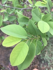 Pseudolachnostylis maprouneifolia