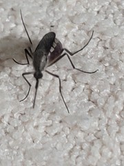 Psorophora longipalpus