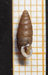 Chondrula macedonica