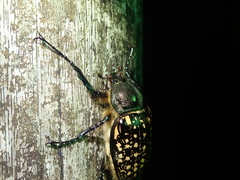 Cheirotonus formosanus