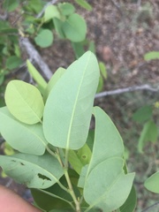 Pseudolachnostylis maprouneifolia
