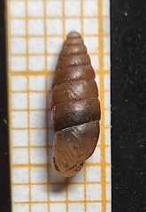 Chondrula macedonica