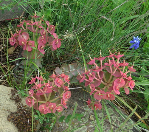 Euphorbia myrsinites