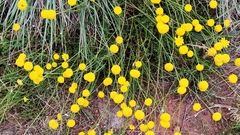 Santolina melidensis