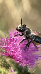 Megachile