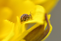 Sminthurus hispanicus