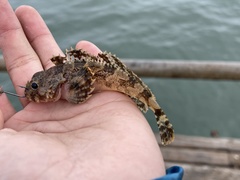 Hemilepidotus spinosus