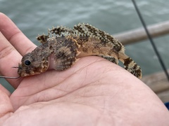 Hemilepidotus spinosus