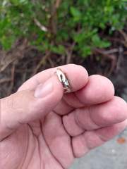 Leptuca uruguayensis