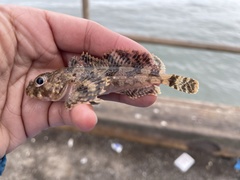 Hemilepidotus spinosus