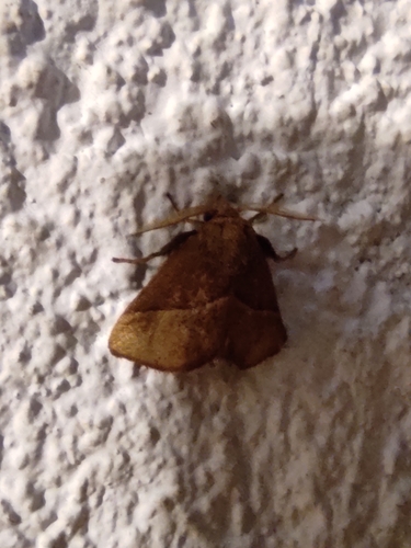 Platyprosterna elaeetta