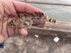 Hemilepidotus spinosus