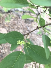 Pseudolachnostylis maprouneifolia