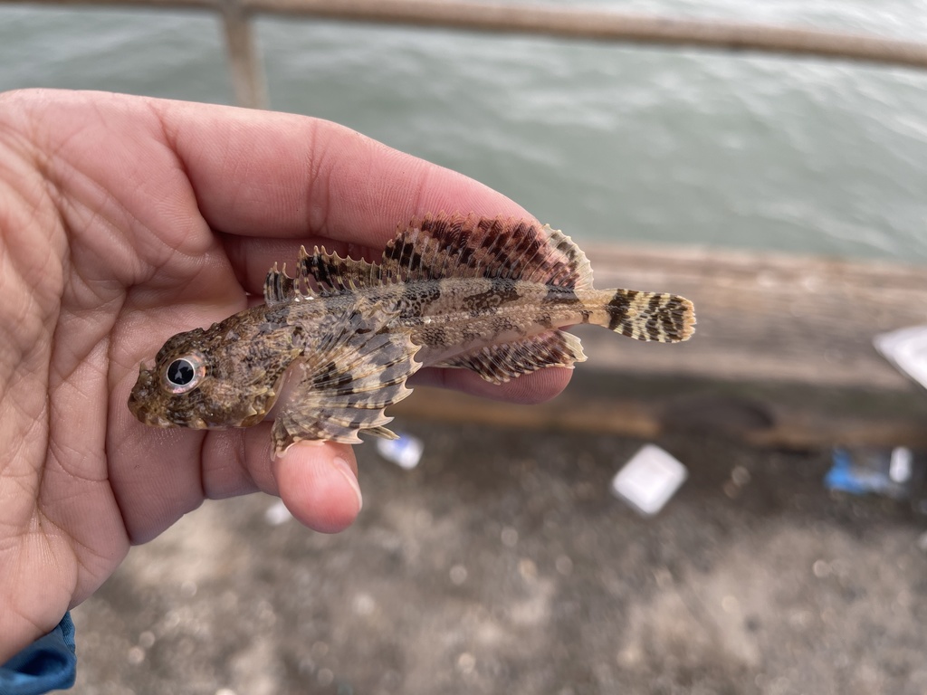 Brown Irish lord (Hemilepidotus spinosus) — Cottidae