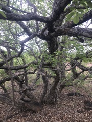 Pseudolachnostylis maprouneifolia