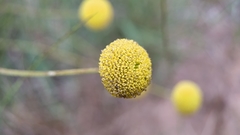 Santolina melidensis