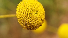 Santolina melidensis