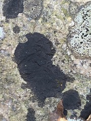 Lichenothelia