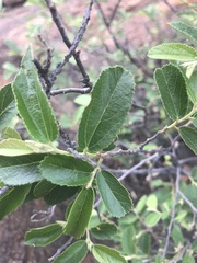 Grewia rogersii