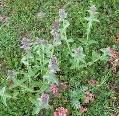 Stachys germanica
