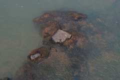 Phrynops williamsi