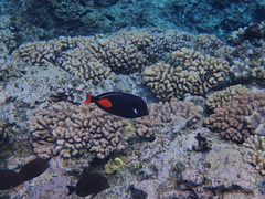 Acanthurus achilles