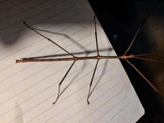 Heteronemiinae