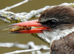 Gryllotalpa africana