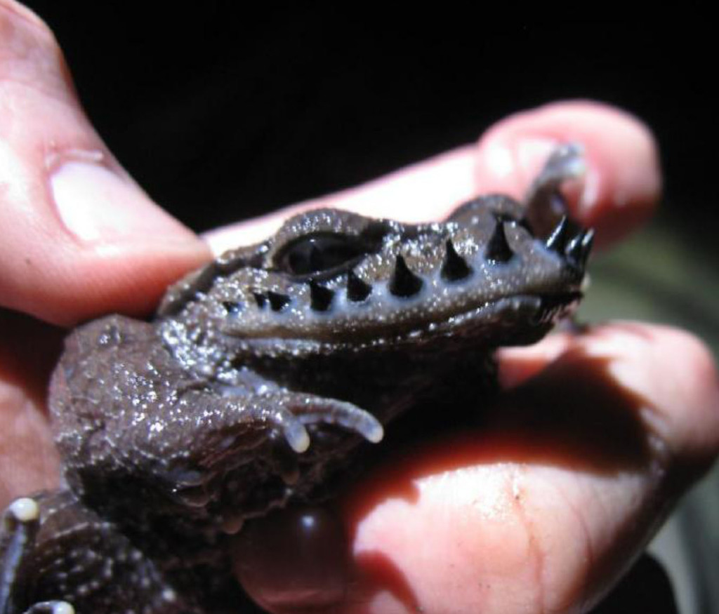 Emei Moustache Toad