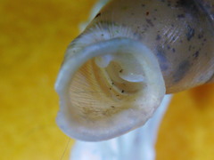 Carinigera dextrorsa