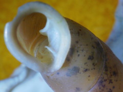 Carinigera dextrorsa