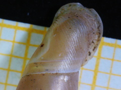 Carinigera dextrorsa