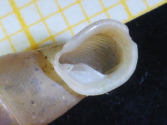 Carinigera dextrorsa