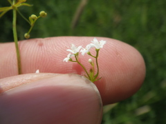 Galium rivale