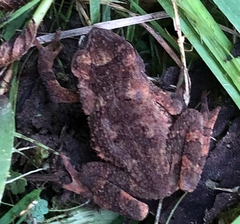 Rhinella margaritifera