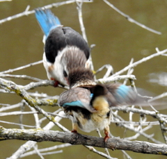 Gryllotalpa africana