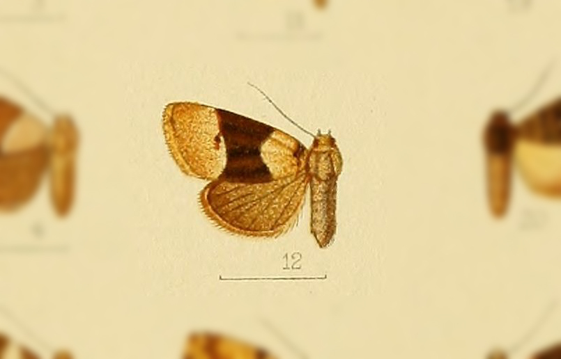 Maliattha euryzona