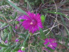 Drosanthemum karrooense