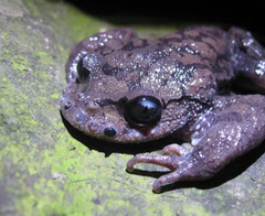 Emei Moustache Toad photo 2