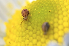 Sminthurus hispanicus